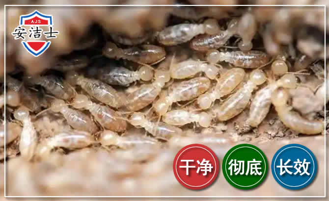 洞头区白蚁防治