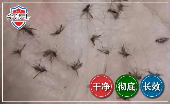 洞头区蚊子防治-灭蚊