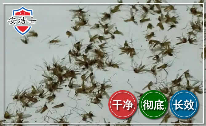 洞头区苍蝇防治-灭蝇