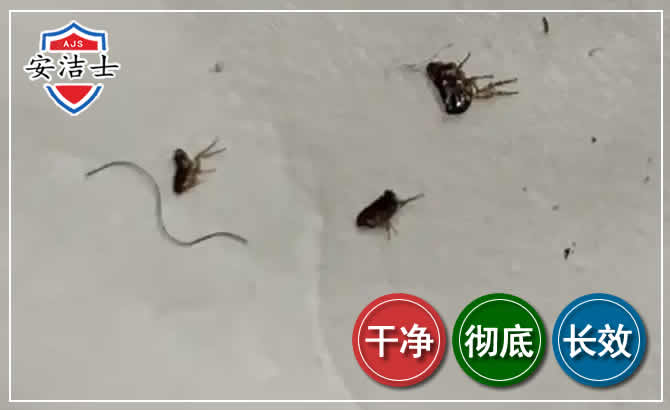 洞头区跳蚤防治-灭跳蚤