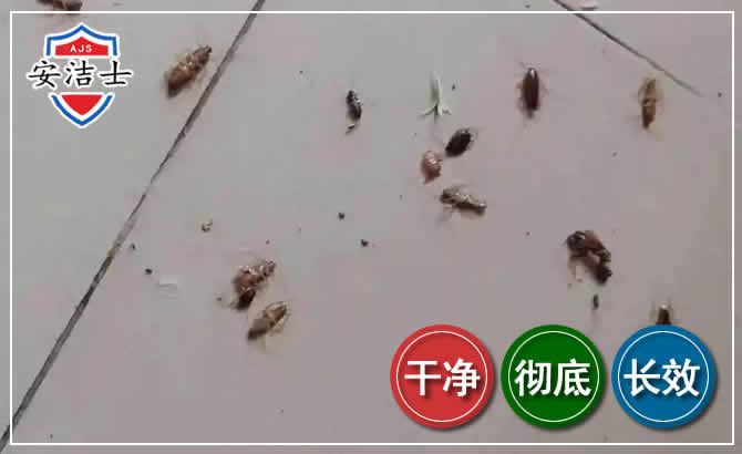 洞头区蟑螂防治-灭蟑螂