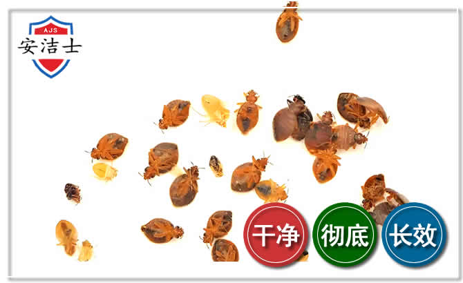 洞头区臭虫防治-消灭臭虫